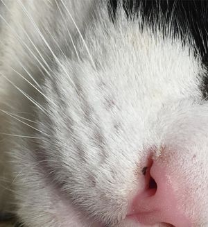 Image post by @snaffle_it on Instagram