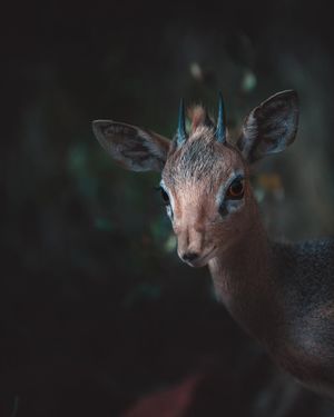 Image post by @discovery on Instagram