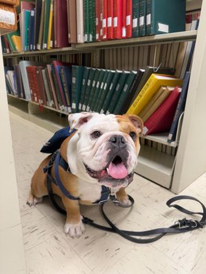 Image post by @GeorgetownJack on Twitter/X