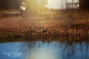 Image post by @dinahmariephotography on Instagram