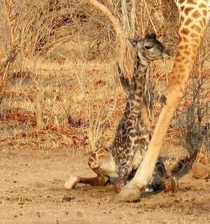 Image post by @chiawasafaris on Instagram