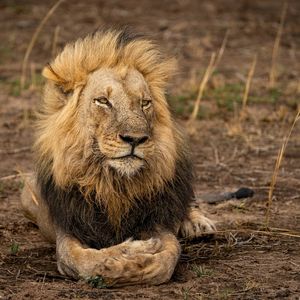 Image post by @chiawasafaris on Instagram