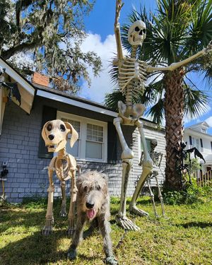 Image post by @thesavannahwolfhound on Instagram