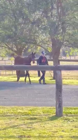 Video post by @gundyparkequine on Instagram