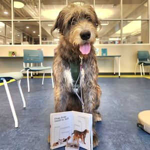 Image post by @thesavannahwolfhound on Instagram