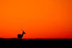 Image post by @chiawasafaris on Instagram