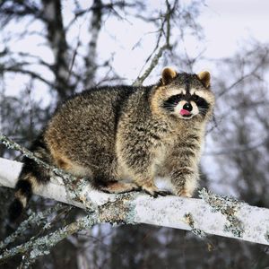 Image post by @animalplanet on Instagram