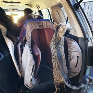 Image post by @performancesaddlefitssthsydney on Instagram