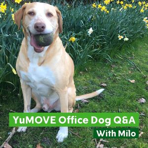 Image post by @yumove_usa on Instagram