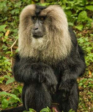 Image post by @animalplanet on Instagram