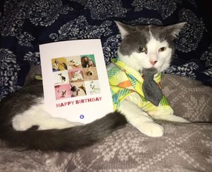 Image post by @kowalskikitties on Instagram