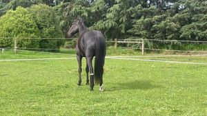 Image post by @NZHorseAmbulanceTrust on Facebook