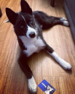 Image post by @tux_the_blue_pomsky on Instagram