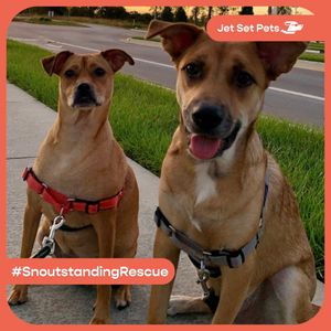 Image post by @jetsetpets on Instagram