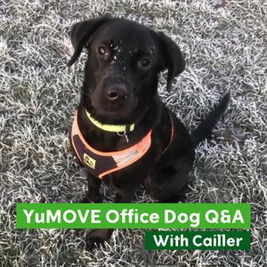 Image post by @yumove_usa on Instagram