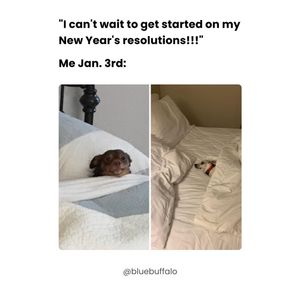 Image post by @bluebuffalo on Instagram