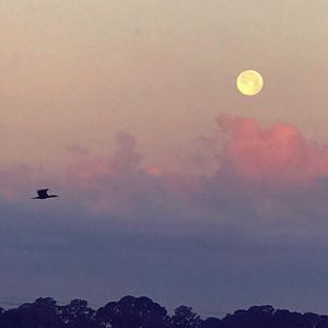 Image post by @visitsarasotacounty on Instagram