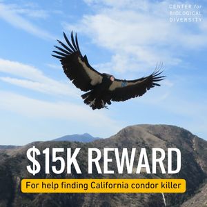 Image post by @centerforbiodiv on Instagram