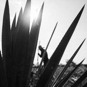 Image post by @danostequila on Instagram