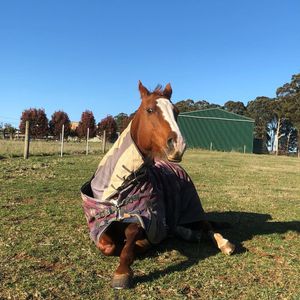 Image post by @equineidsolutions on Instagram