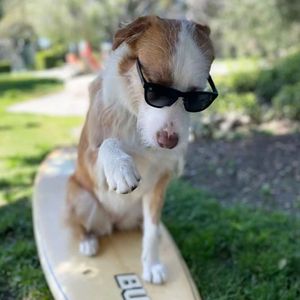 Image post by @knockaround on Instagram