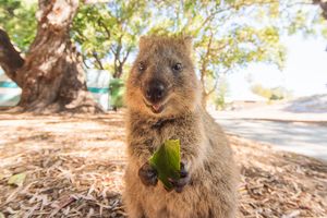 Image post by @AnimalPlanet on Twitter/X