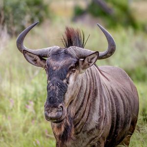 Image post by @animalplanet on Instagram