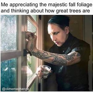 Image post by @teamtrees on Instagram