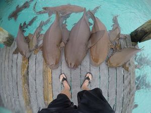 Image post by @discovery on Instagram
