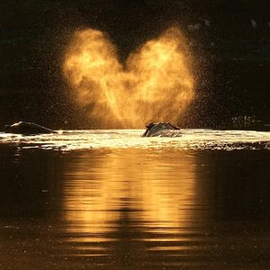 Image post by @chiawasafaris on Instagram