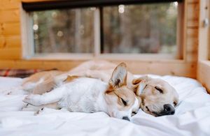 Image post by @evolvepetfood on Instagram