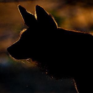 Image post by @chiawasafaris on Instagram