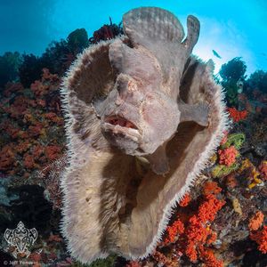 Image post by @discovery on Instagram