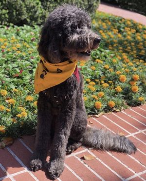 Image post by @uscdornsife on Instagram