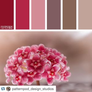 Image post by @pallastextiles on Instagram