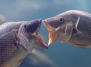 Image post by @discovery on Instagram