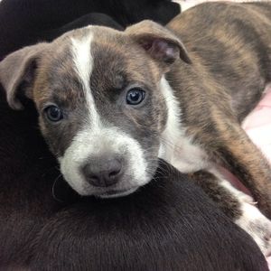 Image post by @animalplanet on Instagram