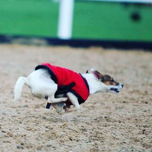 Image post by @snaffle_it on Instagram