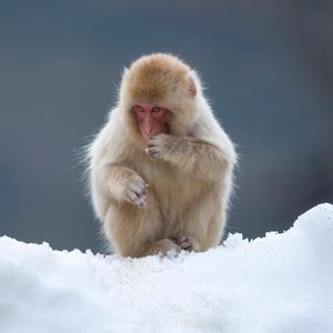 Image post by @animalplanet on Instagram