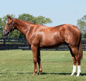 Image post by @thoroughbred_daily_news on Instagram