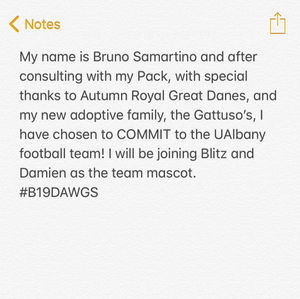 Image post by @ualbanyfootball on Instagram