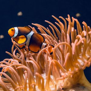 Image post by @animalplanet on Instagram