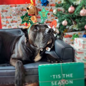 Image post by @alldogsunleashed_clt on Instagram