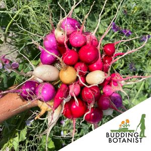Image post by @kidsgardening on Instagram