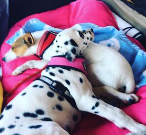 Image post by @snaffle_it on Instagram