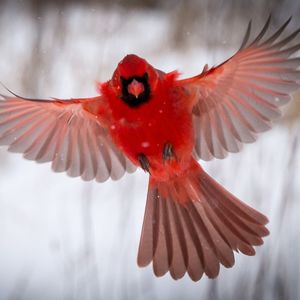 Image post by @animalplanet on Instagram