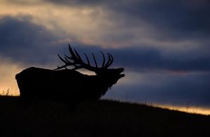 Image post by @meateater on Instagram