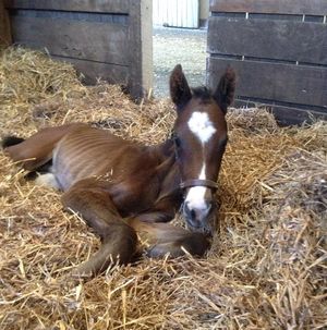 Image post by @margaux.farm on Instagram