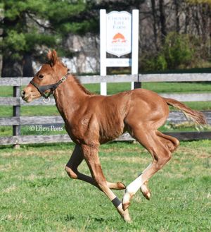 Image post by @thoroughbred_daily_news on Instagram