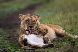 Image post by @AnimalPlanet on Twitter